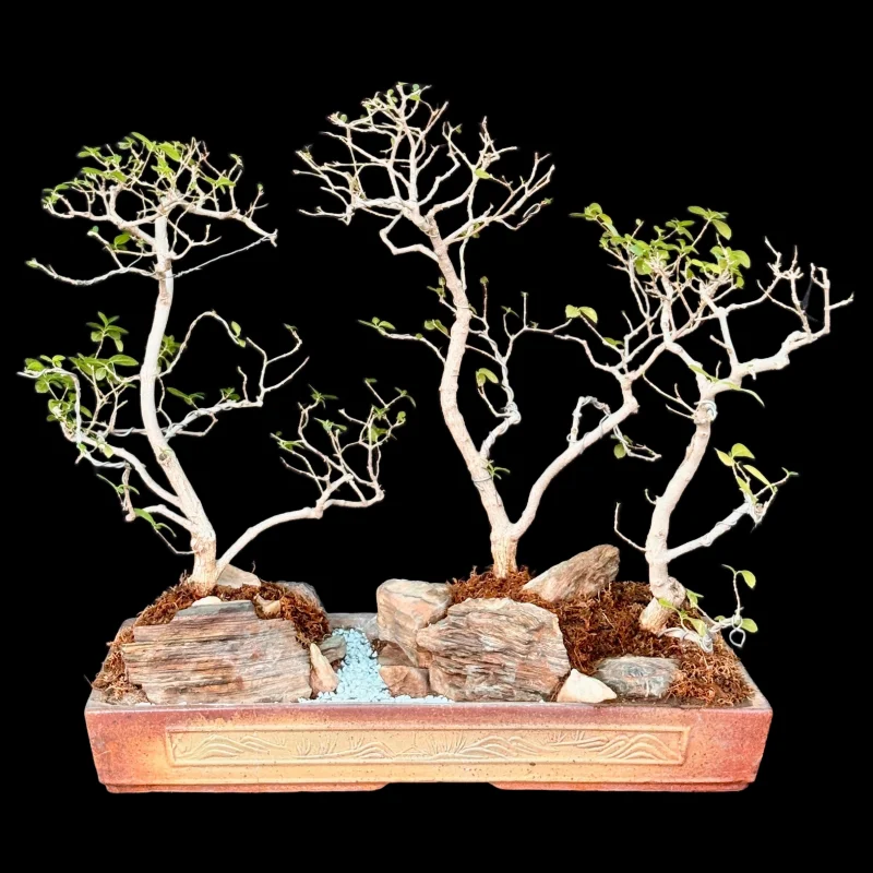 PREMNA MICROPHYLLA